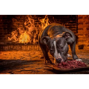 Dogmeat-junior-7-12 maanden