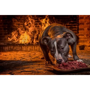 dogmeat-Juniorvlees 7 -12 maanden